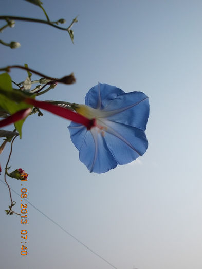 12 august 2013-flori 106
