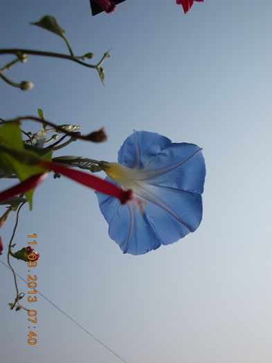 zorele albastre morning glory