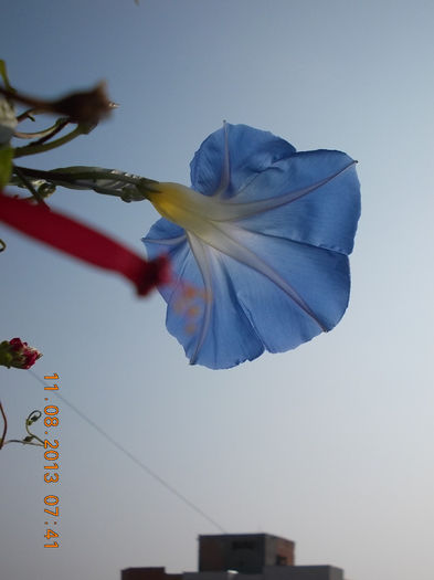 zorele albastre morning glory