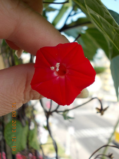 12 august 2013-flori 188