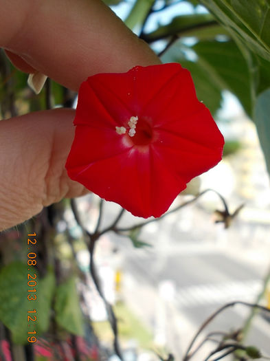 12 august 2013-flori 185