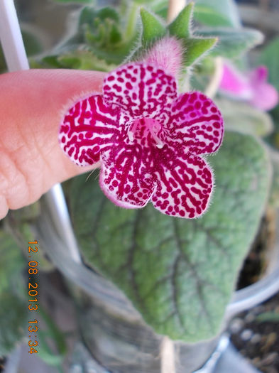 12 august 2013-flori 248 - kohleria