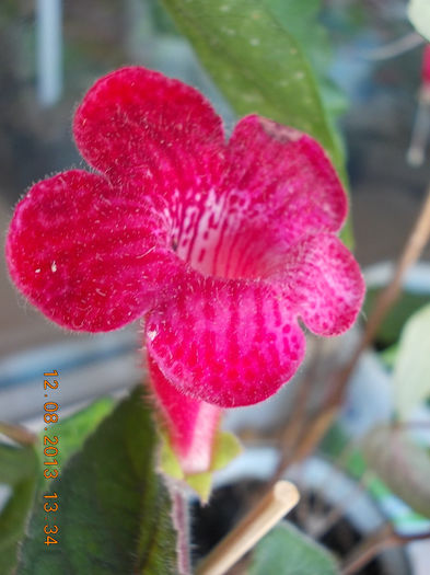 k. no name - kohleria