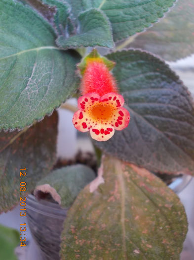 12 august 2013-flori 254