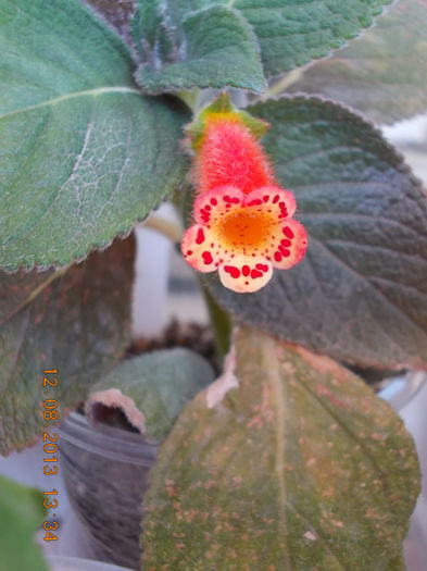 12 august 2013-flori 256