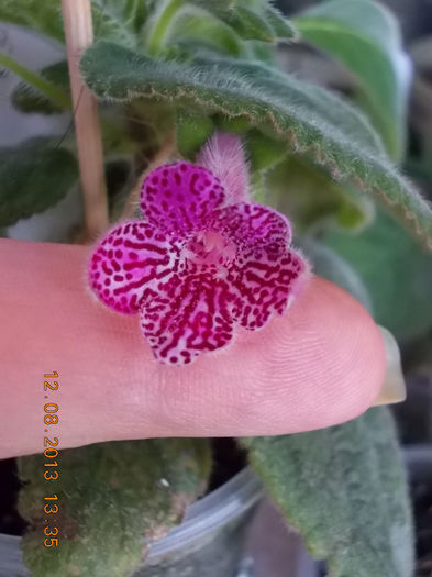 12 august 2013-flori 261