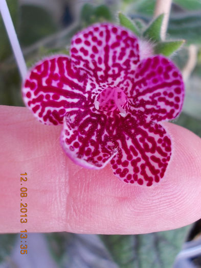 12 august 2013-flori 264