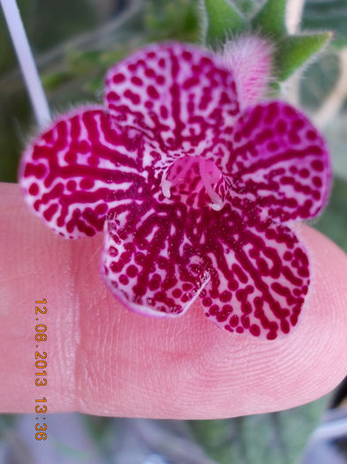 12 august 2013-flori 266