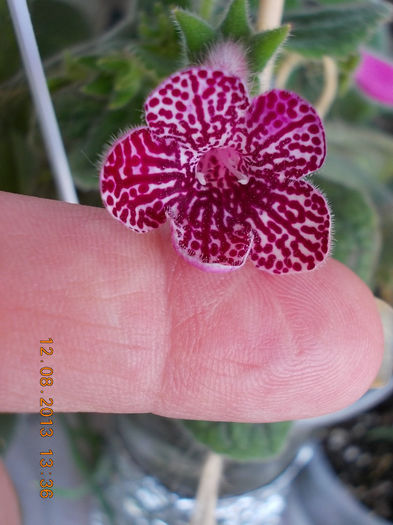 12 august 2013-flori 269