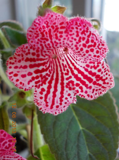 kohleria sunna - kohleria