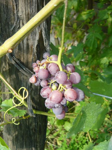 cumparat ca ARKANDIAde la 4GARDEN si uite ce soi a iesit nici pe acestia nu mai iesti sigur