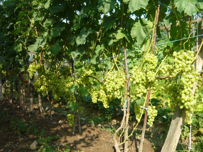 talisman prezentabil si lora