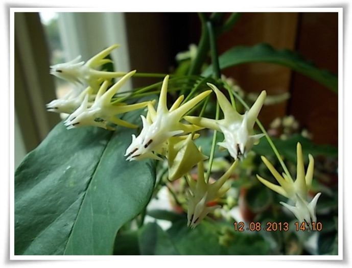 DSCN1007 - flori diverse 2013