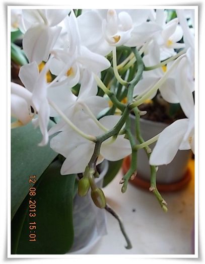 DSCN1059 - flori diverse 2013