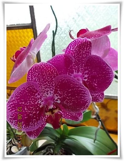 DSCN1088 - flori diverse 2013