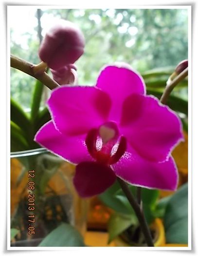 DSCN1116 - flori diverse 2013