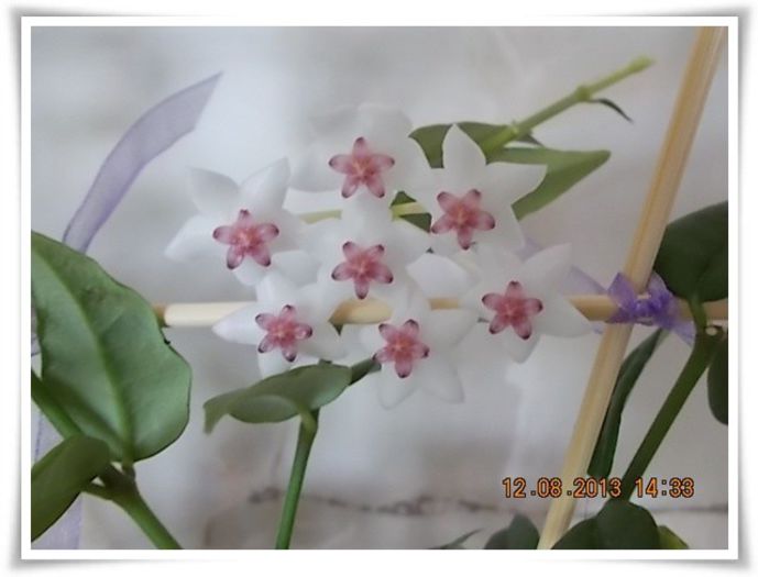 DSCN1015 - flori diverse 2013