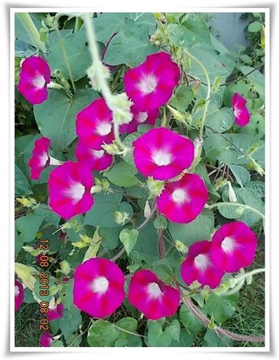 DSCN1003 - flori diverse 2013