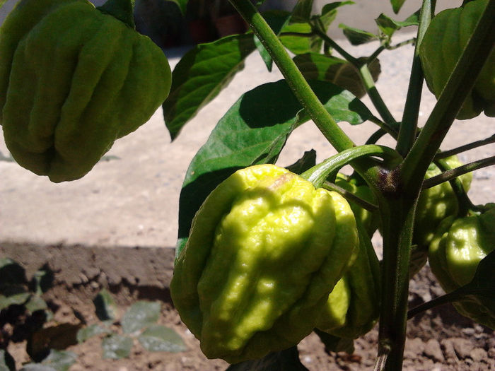 7 Pot 7 Pod2