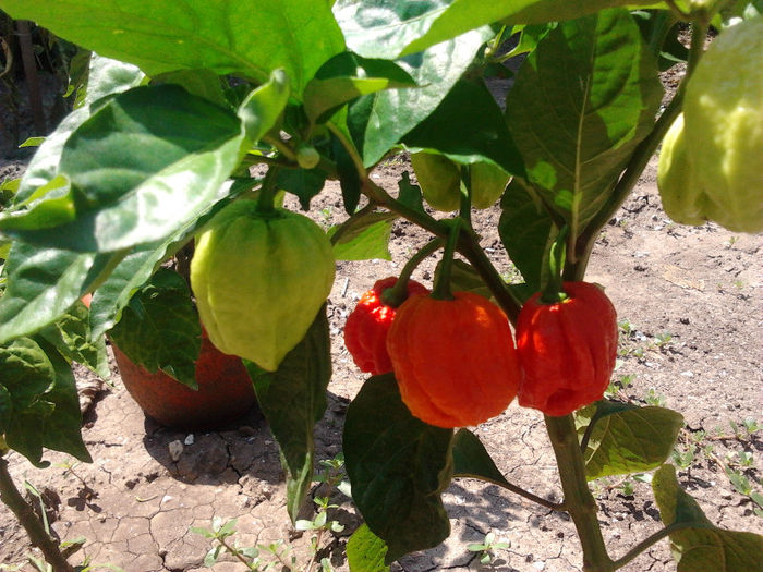 7 Pot 7 Pod4 - 4 Trinidad 7 Pot 7 Pod