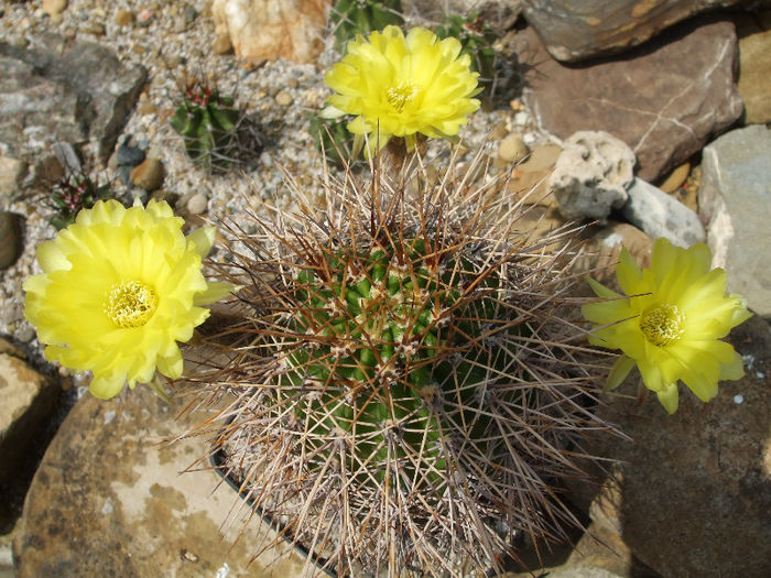 DSCF7859 - Cactusi 2013
