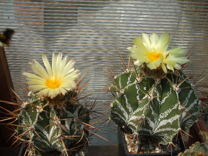 DSCF7884 - Cactusi 2013