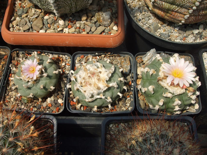 DSCF7885 - Cactusi 2013