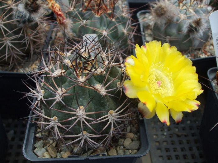 DSCF7905 - Cactusi 2013