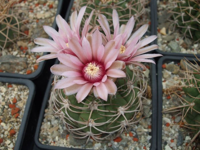 DSCF8037 - Cactusi 2013