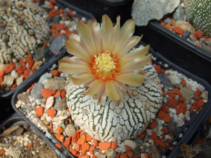 DSCF8079 - Cactusi 2013