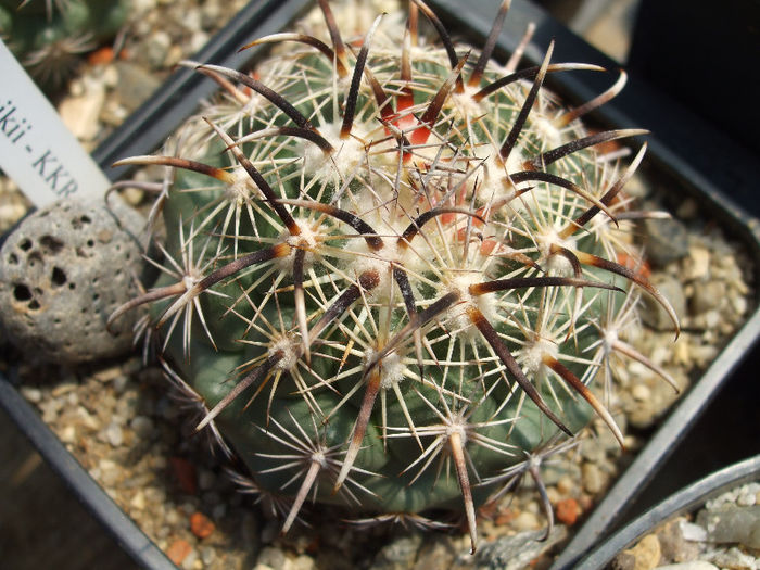 DSCF8192
