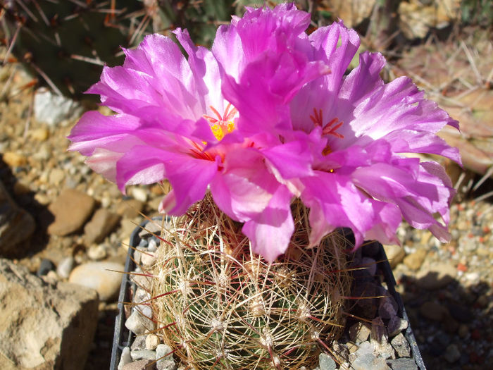 DSCF8248