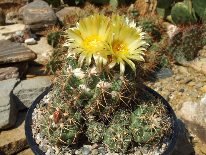 DSCF8407