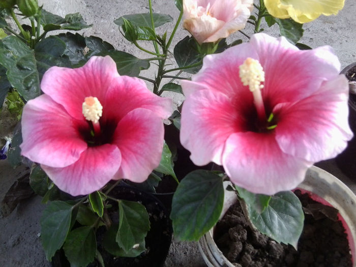 Fotografie5651 - pink dream -22