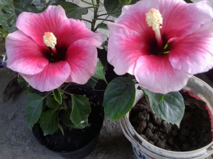 Fotografie5653 - pink dream -22