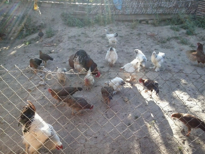 pui cu gaini impreuna