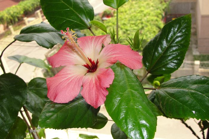  - Hibiscus-2