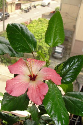  - Hibiscus-2