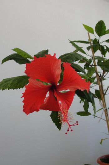 DSC04235 - Hibiscus-3