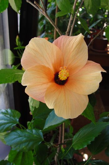 Clasic Apricot - Hibiscus-3