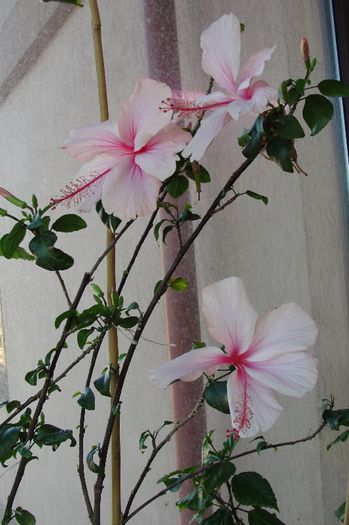 Albo Lacinatus  sau Pink Wings - Hibiscus-3