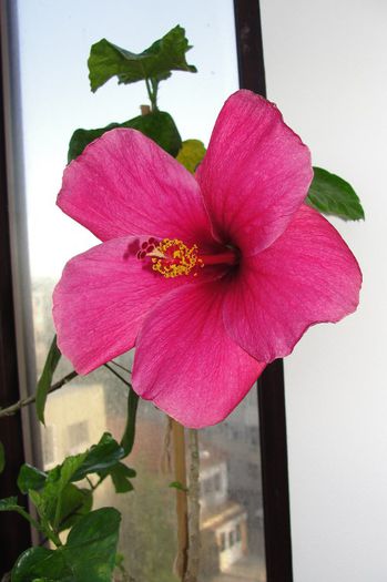 Black Beauty - Hibiscus-3