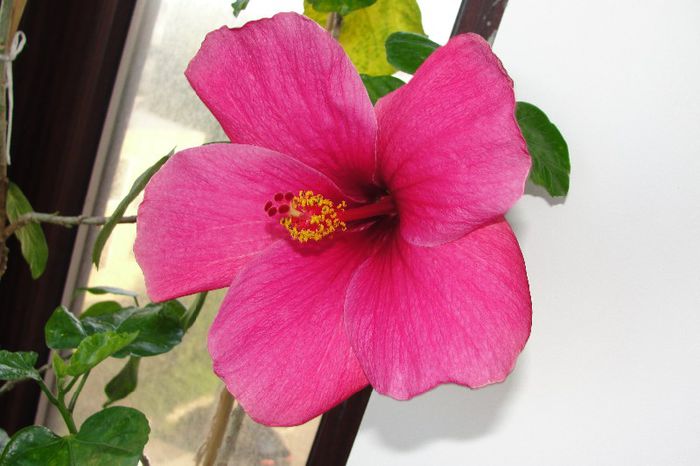  - Hibiscus-3