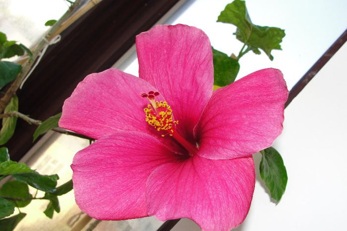  - Hibiscus-3