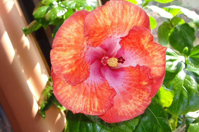  - Hibiscus Gommer 2