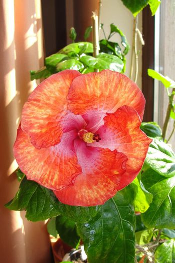  - Hibiscus Gommer 2