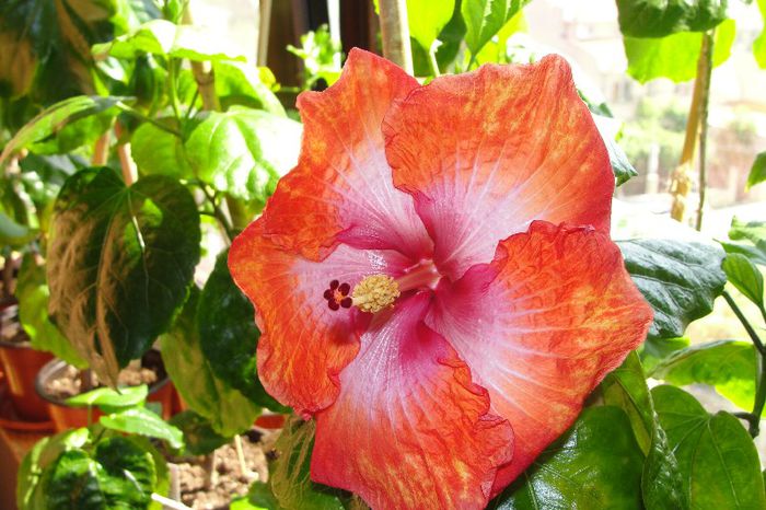  - Hibiscus Gommer 2