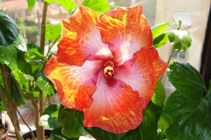  - Hibiscus Gommer 2