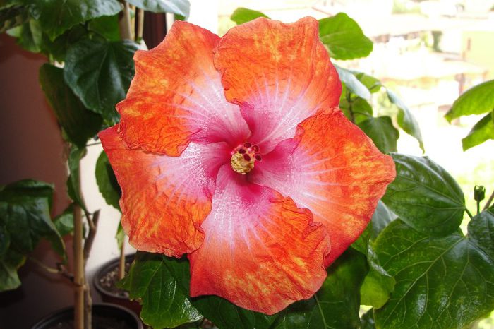  - Hibiscus Gommer 2