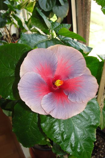  - Hibiscus Gommer 2